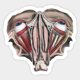 Vintage Science, Human Anatomy Eyeballs Sticker